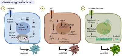 Molecular Mechanisms of <mark class="highlighted">Chemotherapy Resistance</mark> in Head and Neck Cancers